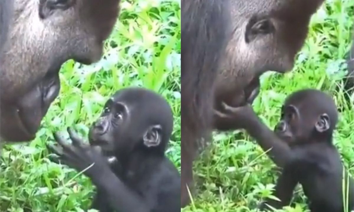  Baby Gorilla Meets The Father For The First Time Video Viral Details, Baby Goril-TeluguStop.com