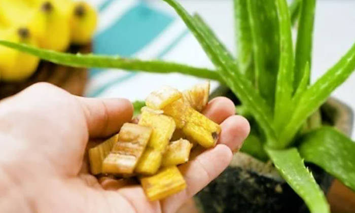 Telugu Banana Peel, Bananapeel, Care, Care Tips, Fall, Thick-Telugu Health