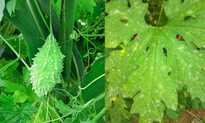  Bitter Gourd Diseases And Control Methods Details, Bitter Gourd, Bitter Gourd Di-TeluguStop.com