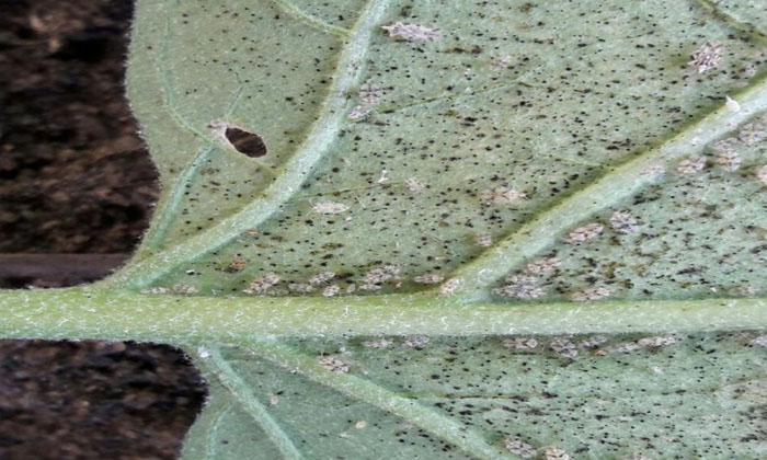  Better Suggestions For The Prevention Of Lace Bugs In Brinjal Cultivation..! Bri-TeluguStop.com