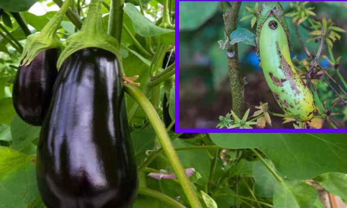  Methods To Protect The Brinjal Crop From Pod Borers ,brinjal Cultivation , Br-TeluguStop.com