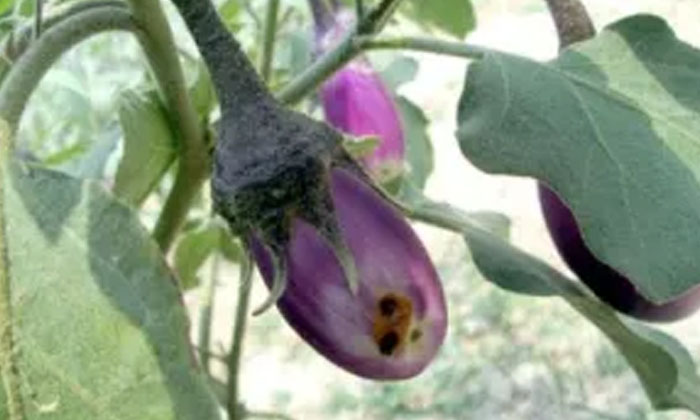 Telugu Agriculture, Brinjal Crop, Brinjal, Formers, Rinoxypyr, Thiodicarb-Latest