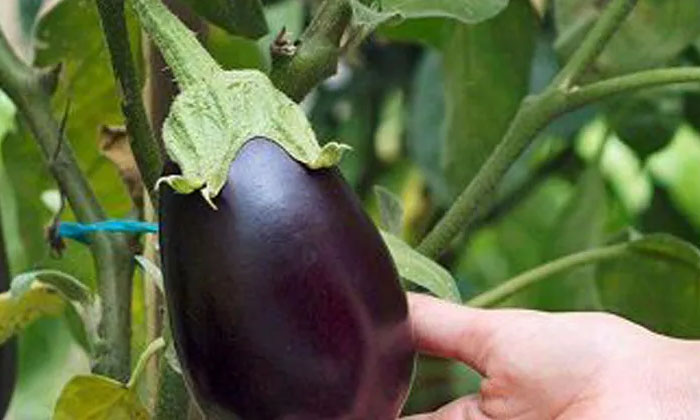 Telugu Agriculture, Brinjal Crop, Brinjal, Formers, Rinoxypyr, Thiodicarb-Latest