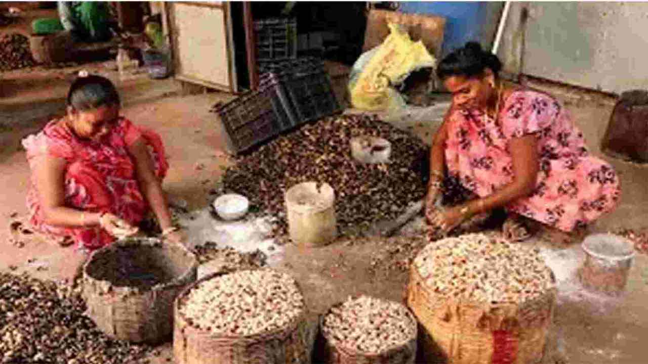  Andhra Pradesh : Traders Exploiting Cashew Farmers In Srikakulam-TeluguStop.com