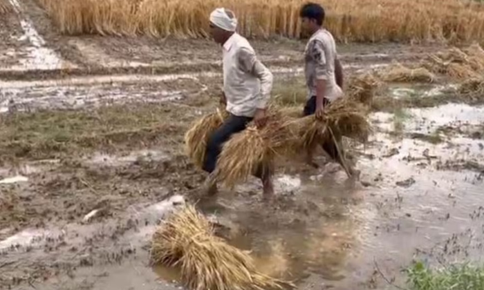  Farmers Suffer Crop Damage Due To Unseasonal Heavy Rains,heavy Rain, Hail Storms-TeluguStop.com