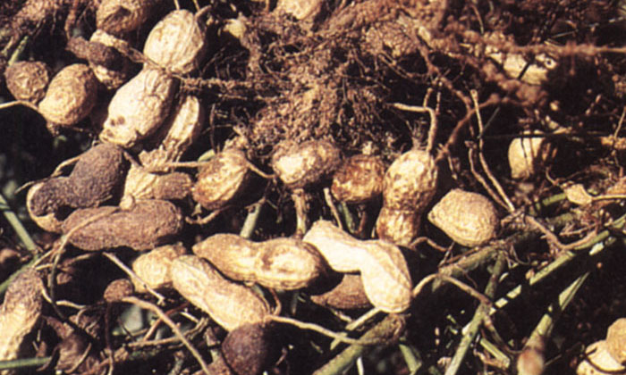  Preventing The Root Rot In Peanut Cultivatio Ownership Of Fertilizers..! , Farm-TeluguStop.com