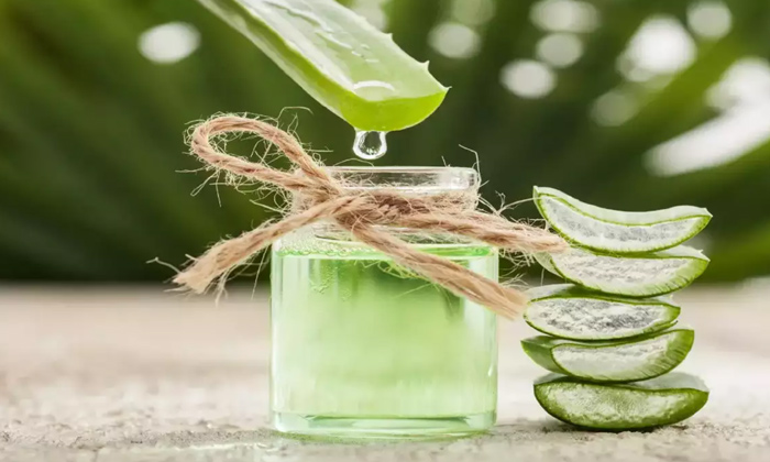  Best Way To Consuming Aloe Vera For Good Health!, Aloe Vera, Aloe Vera Benefits,-TeluguStop.com