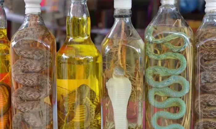 Telugu Snake Wine, Latest-Latest News - Telugu
