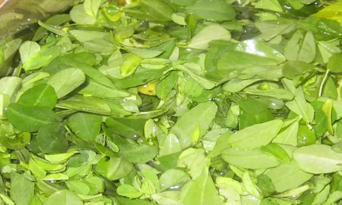 Telugu Care, Tips, Tools, Healthy Foods, Healthy, Hemoglobin-Telugu Health