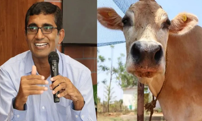 Telugu Cow, Dairy, Hyderabad, Iit Kharagpur, Intel Employee, Privatemilk-Busines