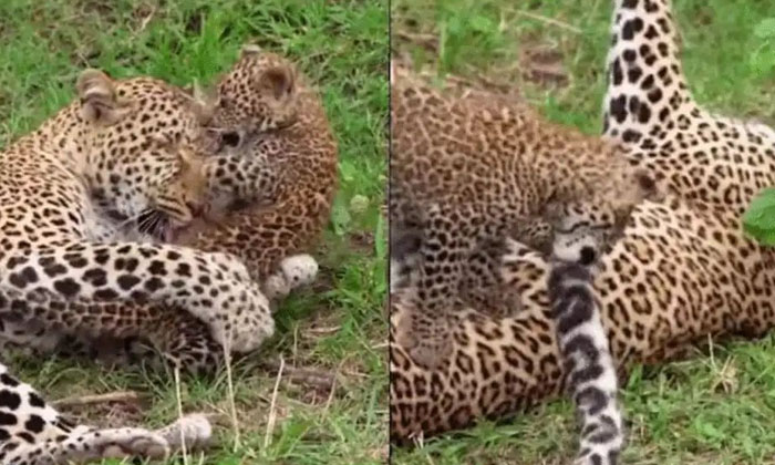  Leopard Cub Cub Play With Mother's Tail What Mother Did Next , Leopard, Leopa-TeluguStop.com