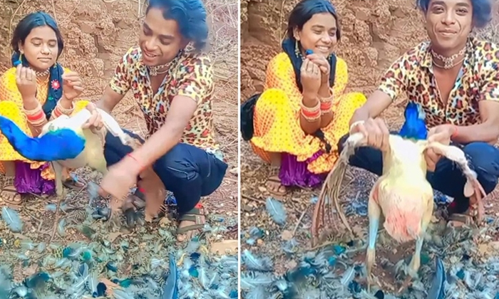  Man Brutally Strips Peacock Feathers In Madhya Pradesh Video Viral Details, Peac-TeluguStop.com