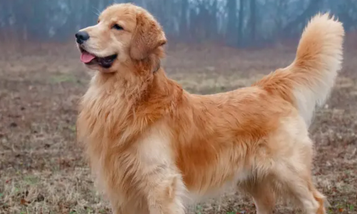  Meet Tucker Budzyn Dog Earning Millions As Influencer,tucker Budzyn, Golden Ret-TeluguStop.com