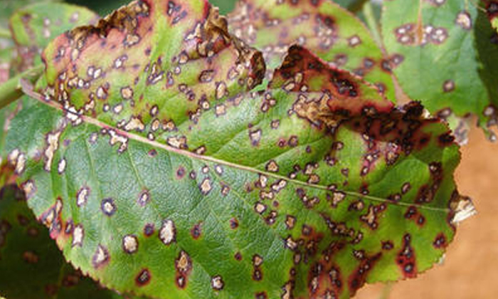 Methods Of Protecting The Minu Crop From Ash And Leaf Spot , Minumu Crop, Nitro Methods Of Protecting The Minu Crop From Ash And Leaf Spot , Minumu Crop, Nitro-TeluguStop.com