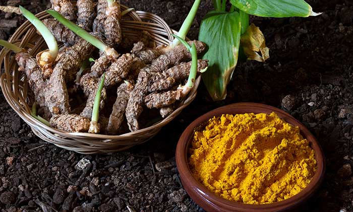 Methods To Prevent Turmeric Cultivation From Leaf Spot And Tuber Rot , Cultivat Methods To Prevent Turmeric Cultivation From Leaf Spot And Tuber Rot , Cultivat-TeluguStop.com