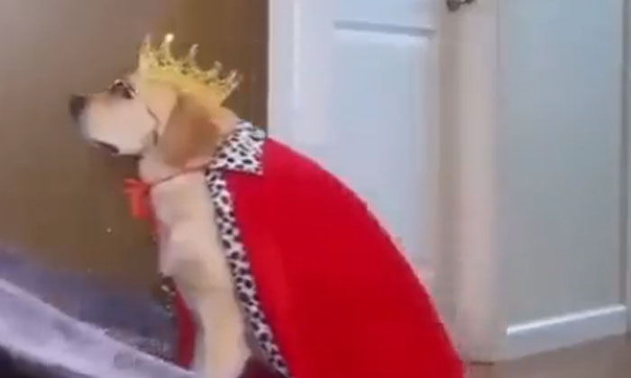  The Young Man Crowned To The Dog Video Viral, Social Media , Coronation Ceremo-TeluguStop.com