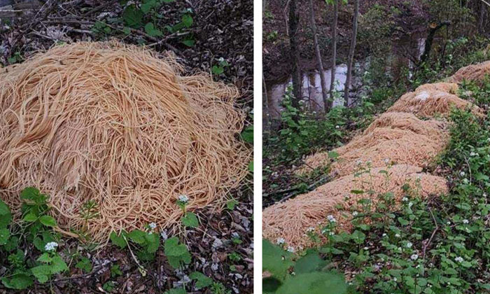  220 Kg Of Pasta Thrown In Us Forests... This Is The Reason! New Jersey, Us, Pas-TeluguStop.com