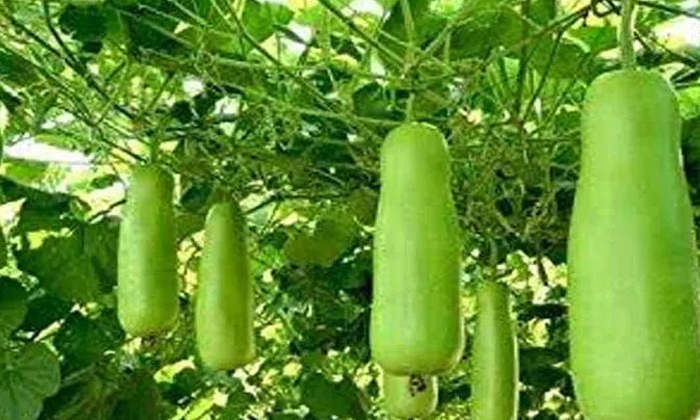  Ownership Of Fertilizers In Zucchini Cultivation Techniques For High Yield , Zuc-TeluguStop.com