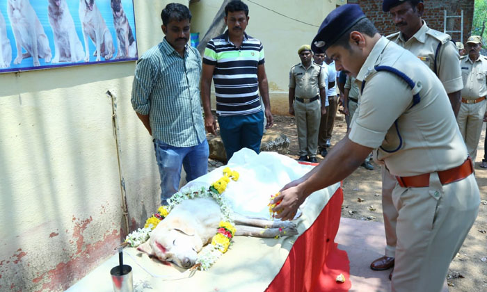  Poonam, A Explosive Dog Working In The Police Department, Breathed Her Last On F-TeluguStop.com