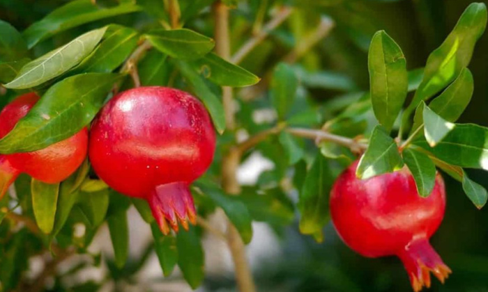 Telugu Agriculture, Methods, Latest Telugu, Pomegranate-Latest News - Telugu