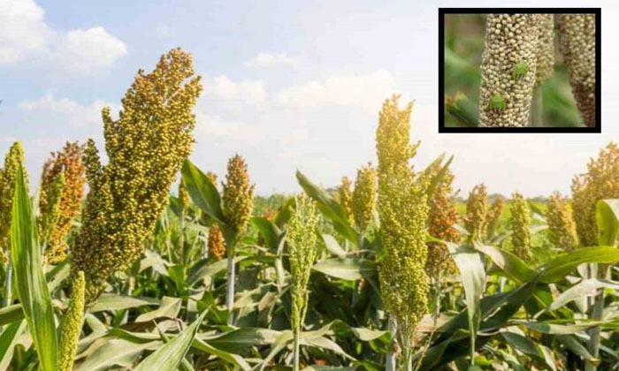  Sorghum Cultivation Methods , Sorghum Cultivation , Sorghum , Formers , Carbaryl-TeluguStop.com