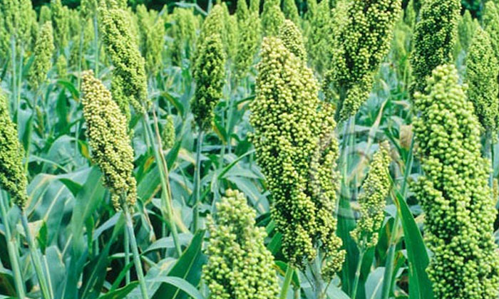 Telugu Agriculture, Carbaryl, Formers, Latest Telugu, Mancozeb, Sorghum-Latest N