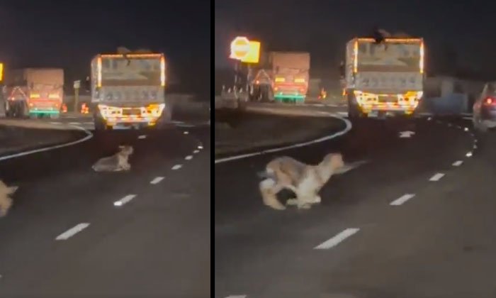  A Thief Threw Goats From The Moving Truck Viral In Maharashtra, Stunning Heis-TeluguStop.com