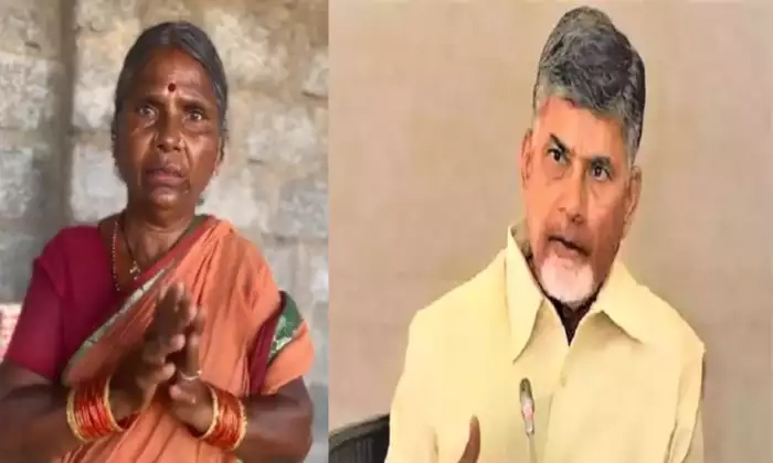  The Video Of Gangavva Apologizing To Chandrababu Went Viral , Gangavva, Chandrab-TeluguStop.com