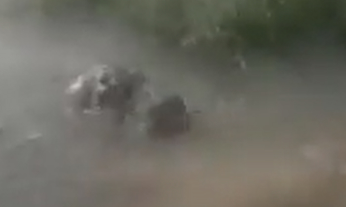  The Video Of The Hippo That Swallowed The Boy Is Going Viral , Swimming, Hippos,-TeluguStop.com