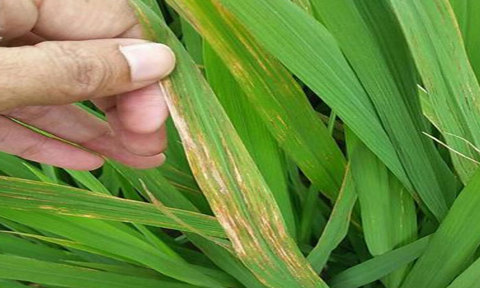  Methods To Prevent Leaf Dry Rot In Wheat..! Urea, Wheat , Wheat Crop , Agricult-TeluguStop.com