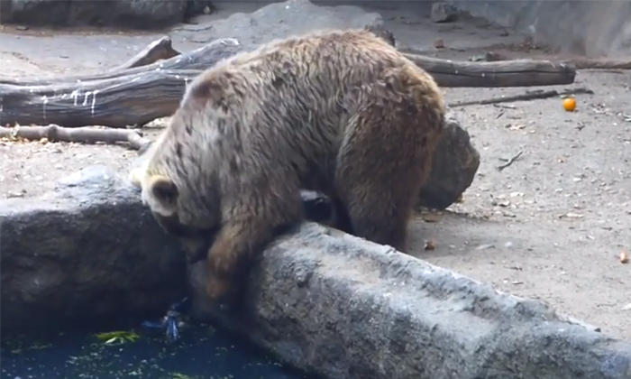  Video Of Bear Saving Drowning Crow At The Budapest Zoo Goes Viral Details, Viral-TeluguStop.com