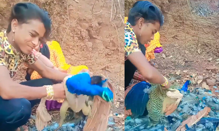  Video Of Madhya Pradesh Man Harassing Peacock Viral Cops Hunt For Accused Detail-TeluguStop.com