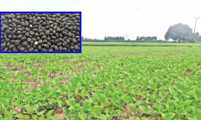  Vigna Mungo Protection Measures For The Prevention Of Pallaku Pests In Vigna Mun-TeluguStop.com