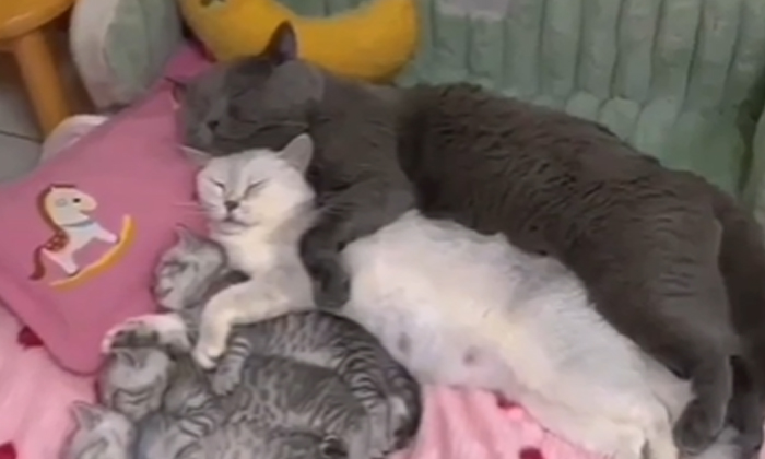  Viral Have You Ever Slept Together As A Family, Cats, Sleeping, Viral Latest, Ne-TeluguStop.com