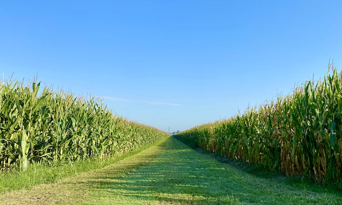  Viral It Looks Like A Corn Cob Can You See The True Color Only If You Look Insi-TeluguStop.com