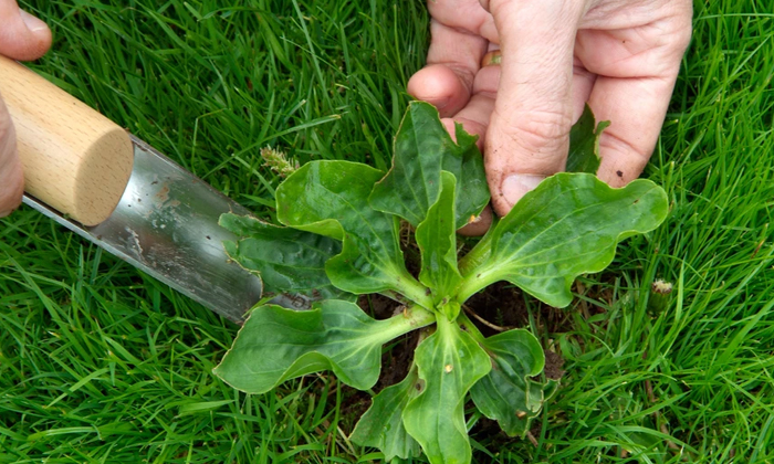 Telugu Agricultural, Agriculture, Agricultutre, Herbicides, Latest Telugu, Weeds