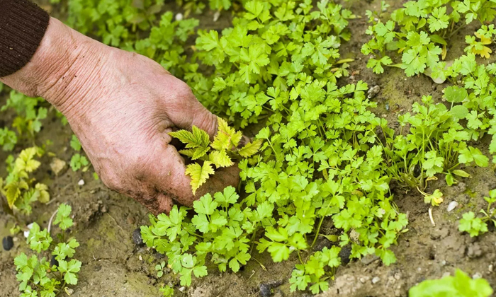 Telugu Agricultural, Agriculture, Agricultutre, Herbicides, Latest Telugu, Weeds