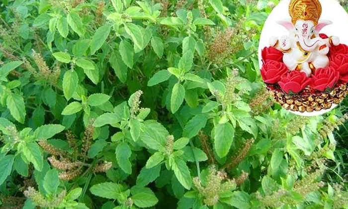  Why Not Use Tulsi Dalas In Ganesha Puja , Lord Vishnu, Ganesha Puja, Tulsi Dalas-TeluguStop.com