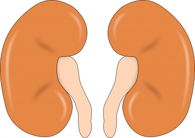 Ai Can Predict Diabetic Kidney Disease Early Via Simple Blood Sample-TeluguStop.com