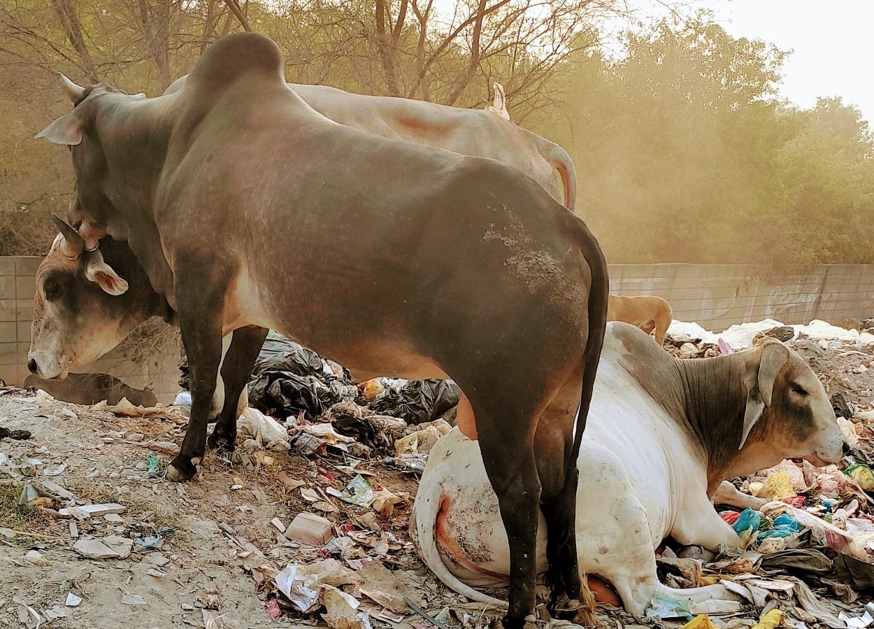  Army Man Killed In Bull Attack In Up, Family Critical-TeluguStop.com
