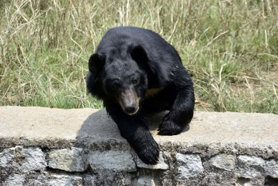  Bear Attack On Angler Suspected After Human Head Found In Japan Lake-TeluguStop.com