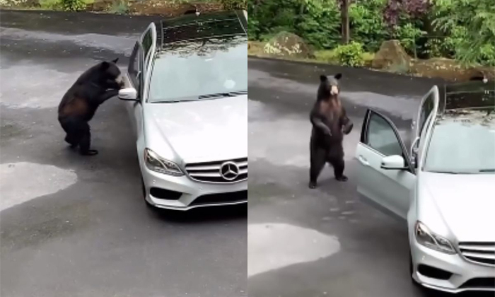  Bear Tries To Get Into Family Car Video Viral Details, Car,bear, Viral News, Vir-TeluguStop.com