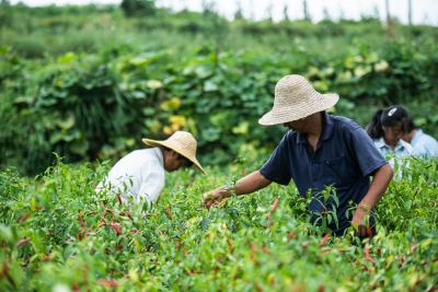  China Wants To Send Record Unemployed Youth To Villages To Find Work: Report-TeluguStop.com