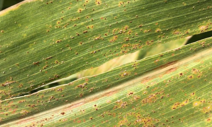  Reduce The Incidence Of Corn Rust , Corn ,corn Crop,pest Infestation , Agricult-TeluguStop.com