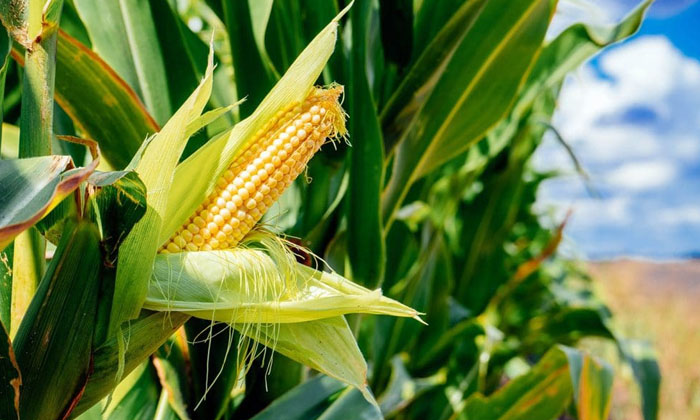 Telugu Agriculture, Corn, Corn Crop, Farmers, Latest Telugu, Pest, Sunshine-Late