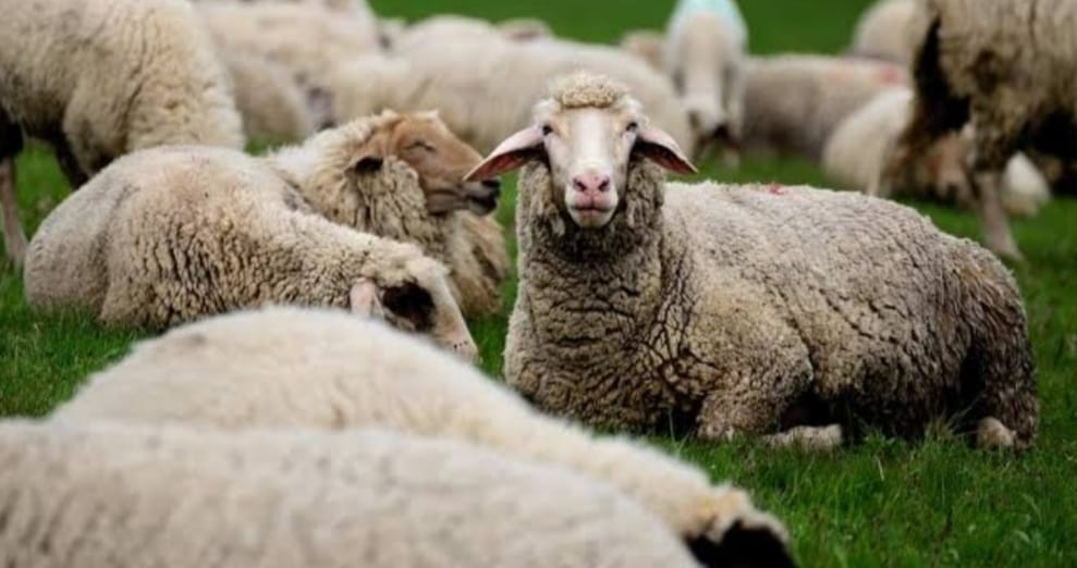  Deworming Goes Wrong, 175 Sheep Die In Up District-TeluguStop.com