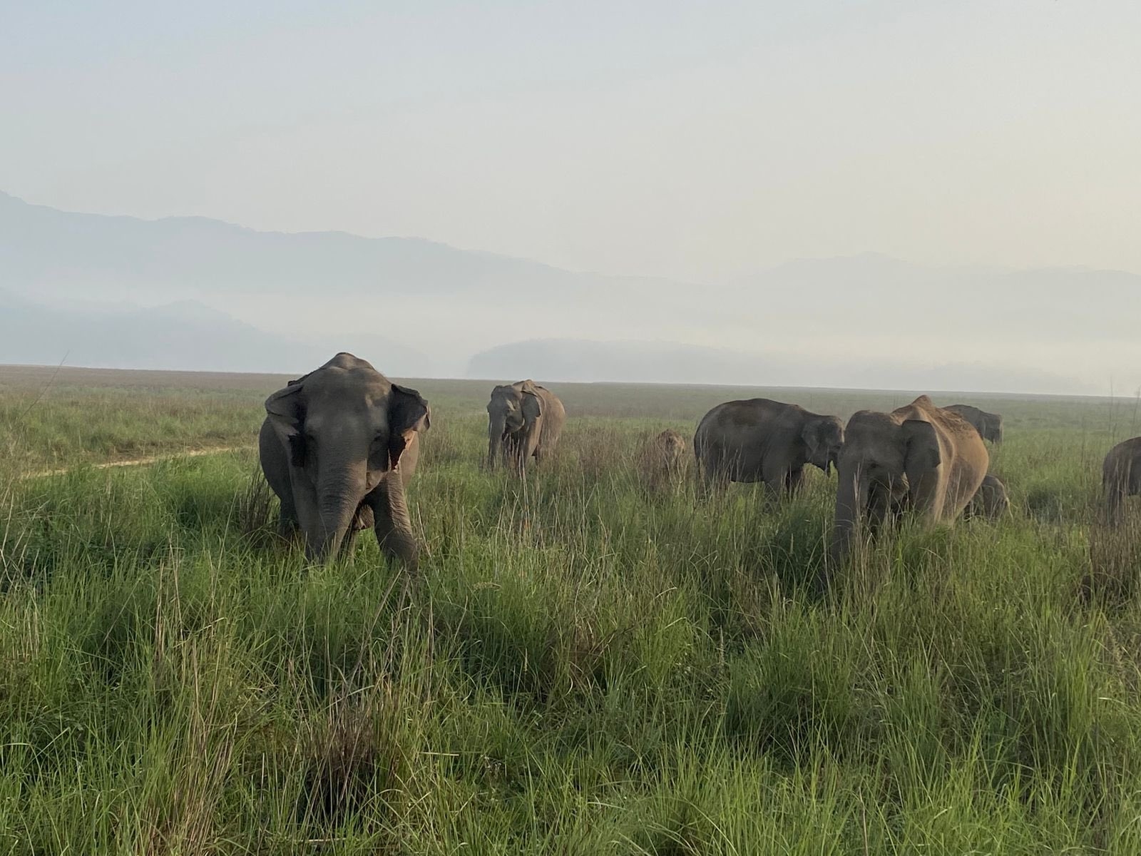  Dna Sampling To Help Ascertain Elephant Population-TeluguStop.com