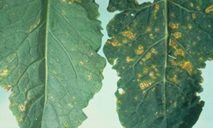  Precautions Must Be Taken For Downy Mildew In Cabbage Cultivation , Downy Mildew-TeluguStop.com