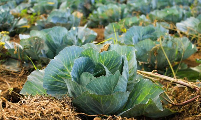 Telugu Agriculture, Cabbage, Downy Mildew, Farmers, Fungus-Latest News - Telugu