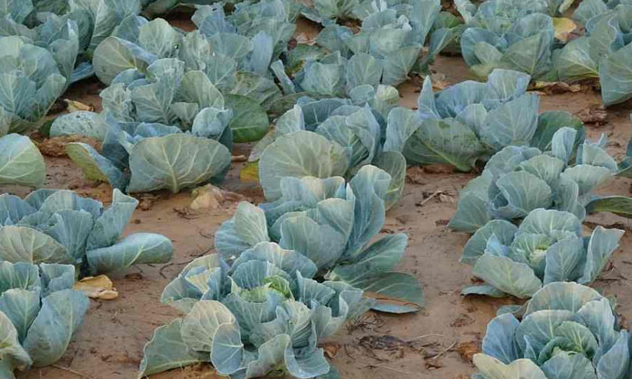 Telugu Agriculture, Cabbage, Downy Mildew, Farmers, Fungus-Latest News - Telugu